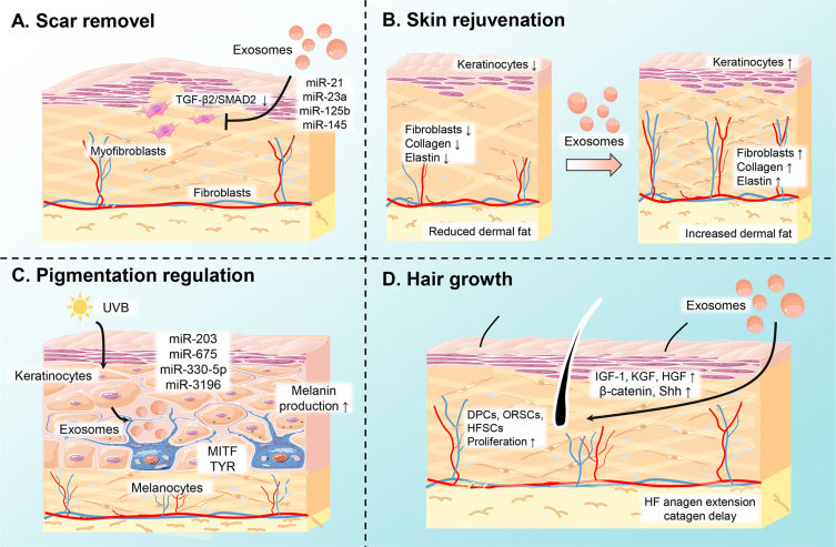 Основные эффекты экзосом